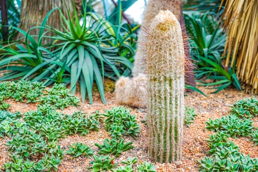 Cactus to live in the southern country. Shooting Location: Singapore