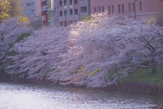 Cherry blossoms and towns of Miyogaya, Tokyo. Shooting Location: Tokyo metropolitan area