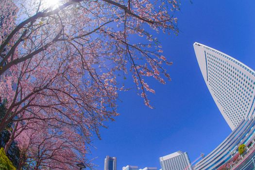 The city of full bloom and the city of Yokohama Minato Mirai. Shooting Location: Yokohama-city kanagawa prefecture