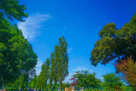 New green of Mizumoto Park. Shooting Location: Katsushika-ku, Tokyo