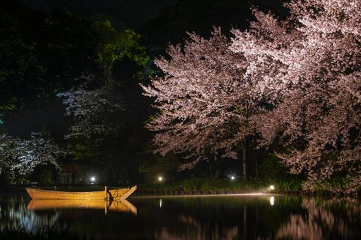 Sankeien Night Sakura. Shooting Location: Yokohama-city kanagawa prefecture