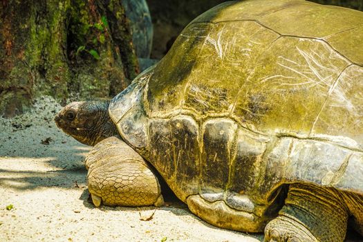 An elephant turtle to relax on the coast. Shooting Location: Singapore