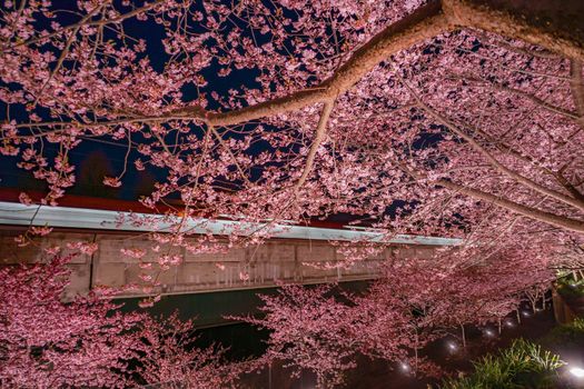 Kawazu cherry and train on Miura coast. Shooting Location: Miura City, Kanagawa Prefecture