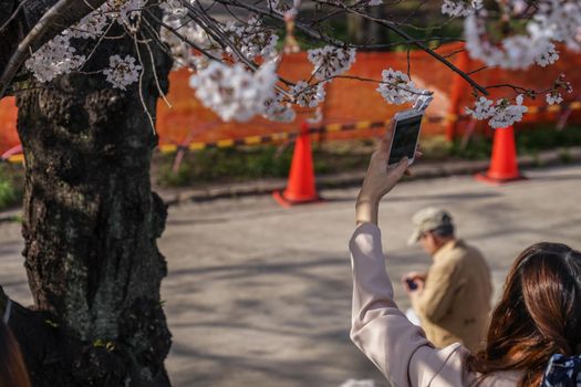 Woman taking a cherry blossom of Sumida Park. Shooting Location: Tokyo metropolitan area