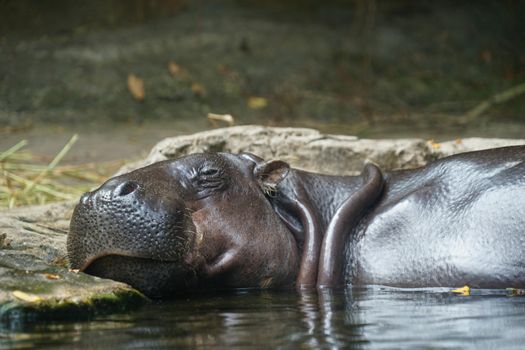 Image of hippo to bath. Shooting Location: Singapore