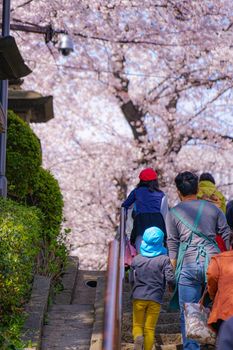 The cherry blossoms of the full bloom of Ikegami Honman temple. Shooting Location: Tokyo metropolitan area