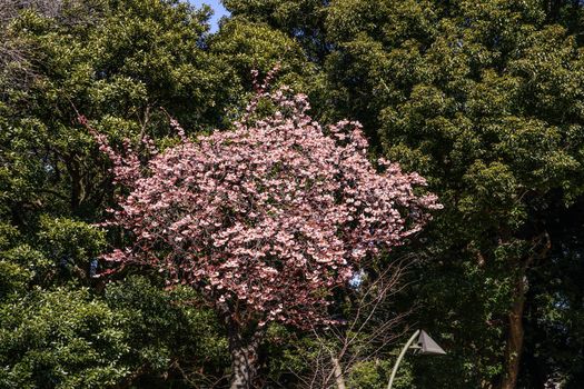 Sakura of Ueno Zoo. Shooting Location: Tokyo metropolitan area