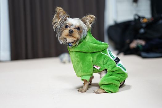 Cute Yorkshire Terrier (Companion Animal). Shooting Location: Tokyo metropolitan area