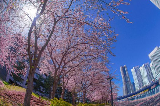 The city of full bloom and the city of Yokohama Minato Mirai. Shooting Location: Yokohama-city kanagawa prefecture