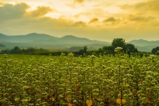 Sunset view with meadow in Hokkaido. Shooting Location: Hokkaido Biei-cho