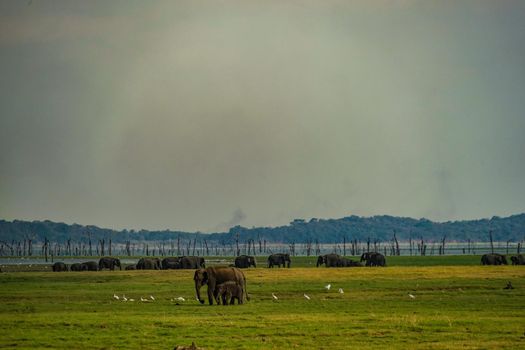 Grassland elephant (Sri Lanka Minnia National Park). Shooting Location: Sri Lanka