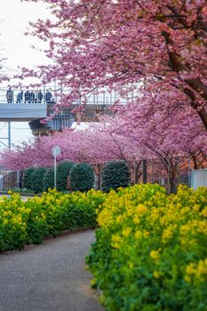 Miura coast Kawazu cherry and rape blossoms. Shooting Location: Miura City, Kanagawa Prefecture