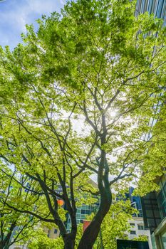 Image of sunbeam day. Shooting Location: Yokohama-city kanagawa prefecture