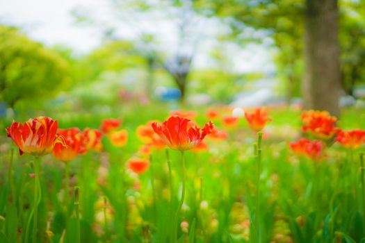 Red tulips illuminated by the sun. Shooting Location: Yokohama-city kanagawa prefecture