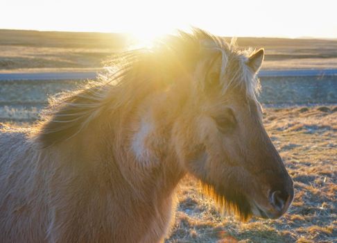 Iceland Horse (at the meadow of Iceland). Shooting Location: Iceland, Lay Cavik