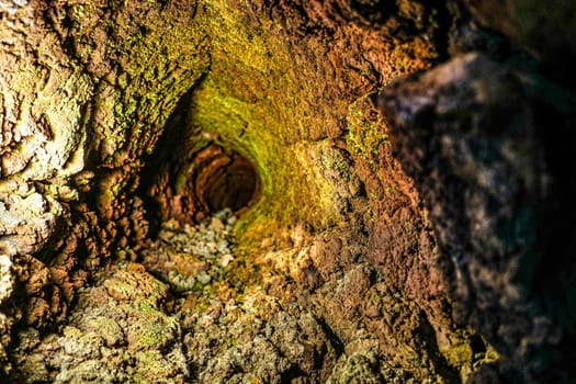 Lava tree type cave search. Shooting Location: Yamanaka Yamanashi Prefecture