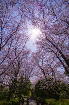 Cherry blossoms in full bloom of Makimoku Motoh (Yokohama City). Shooting Location: Yokohama-city kanagawa prefecture