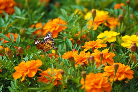 Marigold and butterflies. Shooting Location: Tokyo metropolitan area