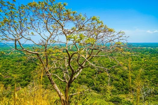 Landscape seen from the top of Seagiriya Rock. Shooting Location: Sri Lanka