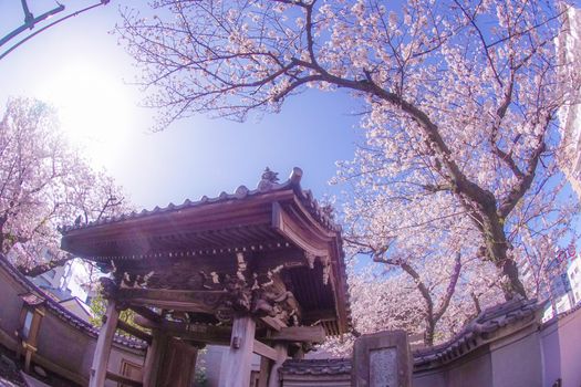 Cherry blossoms and fine weather of Yokohama Dahama Dahama. Shooting Location: Yokohama-city kanagawa prefecture