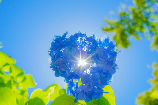 Blue hydrangea and new green. Shooting Location: Kamakura City, Kanagawa Prefecture