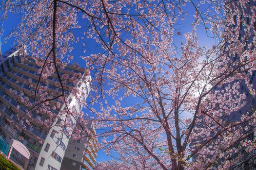 Cherry blossoms and towns of the full bloom of the Sakiko River. Shooting Location: Yokohama-city kanagawa prefecture