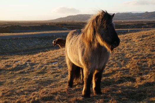 Iceland Horse (at the meadow of Iceland). Shooting Location: Iceland, Lay Cavik