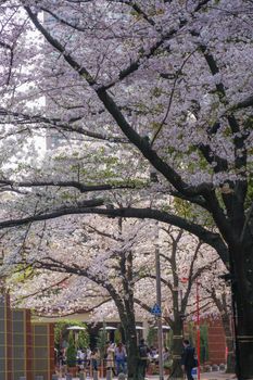 Roppongi 1-chome cherry blossom sakura. Shooting Location: Tokyo metropolitan area