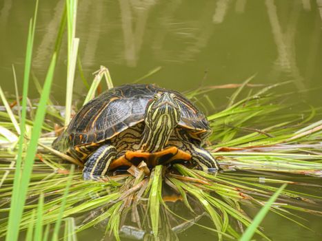 turtle on the grass in the water. High quality photo