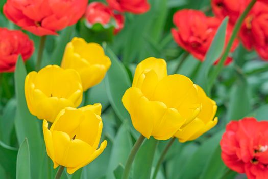 yellow tulips on a background of red tulips. High quality photo
