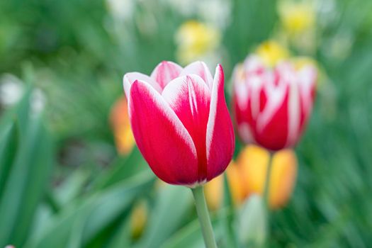 red tulip on a background of yellow tulips. High quality photo