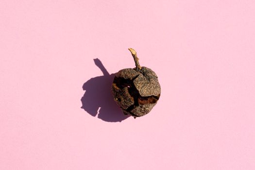 a cypress cone with a hard shadow on a pink background. High quality photo
