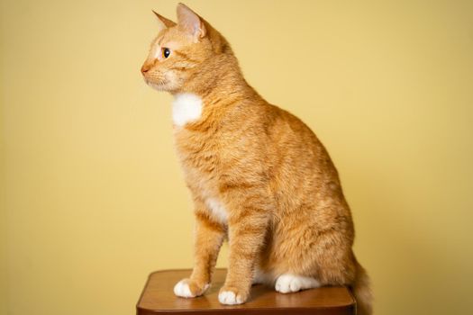 Cute Ginger tabby cat on yellow background. Red fluffy friend. Domestic cute pet. Animal and pet concept. An adult red cat sits posing on a stool in the studio against the background of a yellow wall.