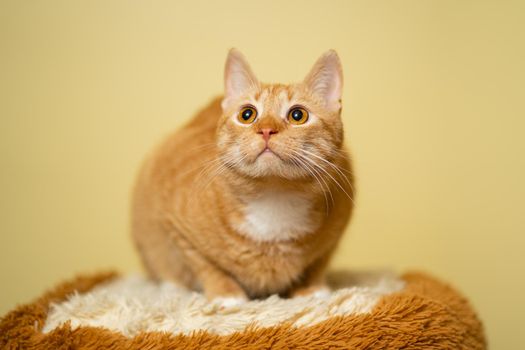 The theme of pets, love and protection of animals. Ginger cat posing on yellow background in studio. Cute orange cat. perfect pet companion. Red fluffy friend. Redhead pet animal portrait studio shot.