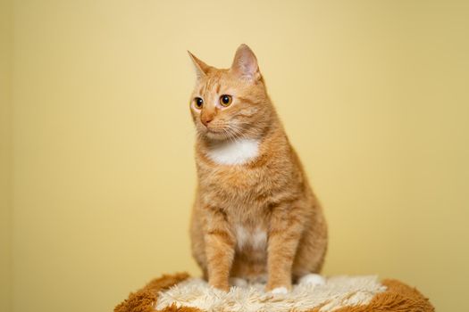 The theme of pets, love and protection of animals. Ginger cat posing on yellow background in studio. Cute orange cat. perfect pet companion. Red fluffy friend. Redhead pet animal portrait studio shot.