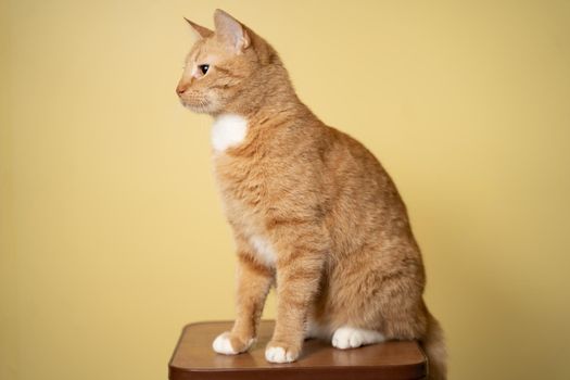 Cute Ginger tabby cat on yellow background. Red fluffy friend. Domestic cute pet. Animal and pet concept. An adult red cat sits posing on a stool in the studio against the background of a yellow wall.