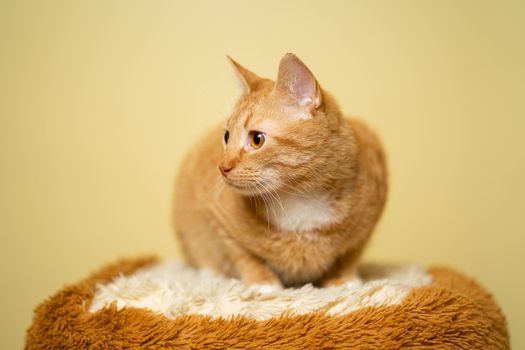 Cute Ginger tabby cat on yellow background. Red fluffy friend. Domestic cute pet. Animal and pet concept. An adult red cat sits posing on a stool in the studio against the background of a yellow wall.