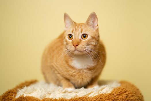 Cute Ginger tabby cat on yellow background. Red fluffy friend. Domestic cute pet. Animal and pet concept. An adult red cat sits posing on a stool in the studio against the background of a yellow wall.