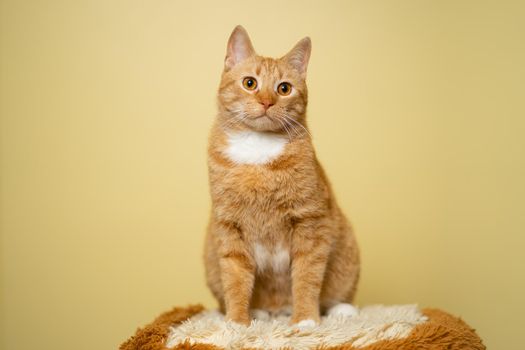 Cute Ginger tabby cat on yellow background. Red fluffy friend. Domestic cute pet. Animal and pet concept. An adult red cat sits posing on a stool in the studio against the background of a yellow wall.