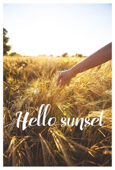 girl holding wheat on the field, inscription hello sunset.