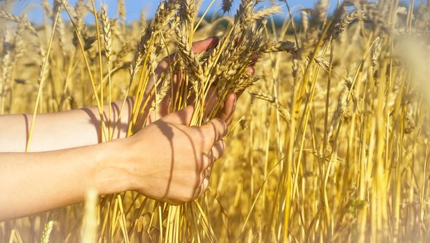 A man's hand holds spikelets of ripe wheat with grain on the background of a golden field and the sky. The farmer carefully checks the quality of the crop.
