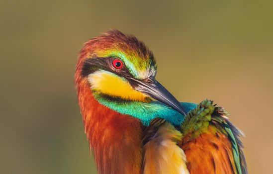 beautiful wild bird cleans its feathers, warm summer