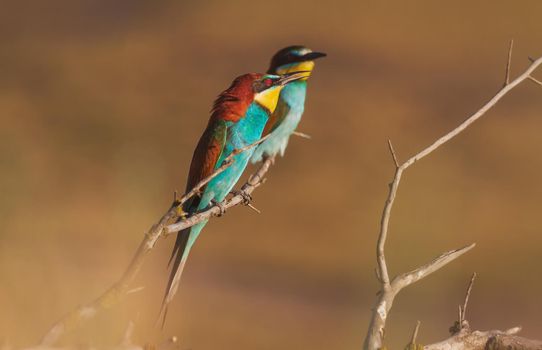 beautiful birds in the sunset , warm summer