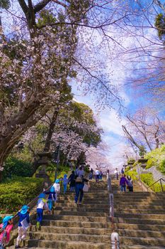 The cherry blossoms of the full bloom of Ikegami Honman temple. Shooting Location: Tokyo metropolitan area
