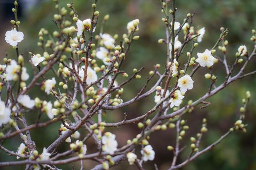 Ume of Okurayama Mae Garden. Shooting Location: Yokohama-city kanagawa prefecture