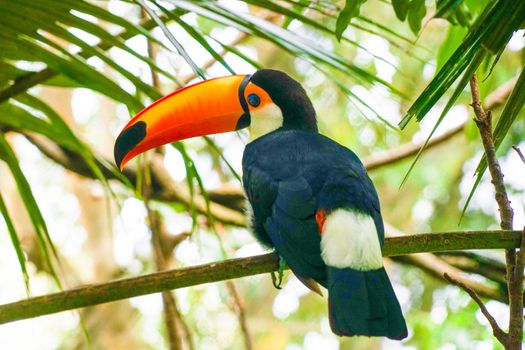 Oniohashi (colorful southern country bird). Shooting Location: Singapore