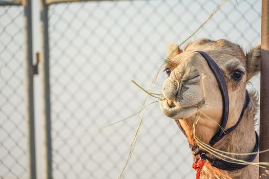 Arabian Desert Camel (United Arab Emirates). Shooting Location: Dubai