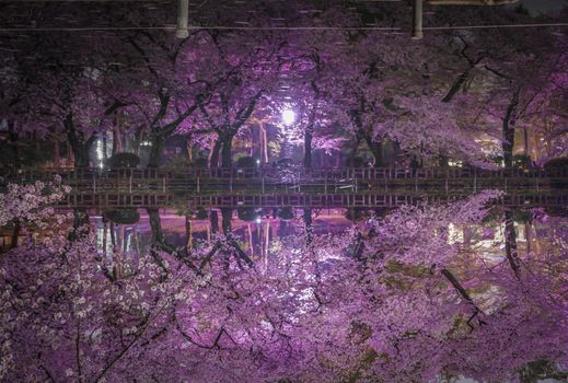 Night cherry blossoms in the well park. Shooting Location: Tokyo metropolitan area