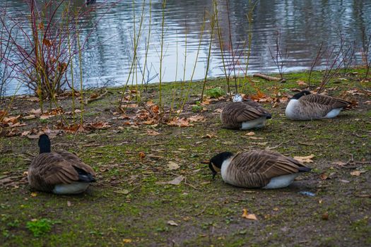 Cute duck of St. James Park. Shooting Location: United Kingdom, London