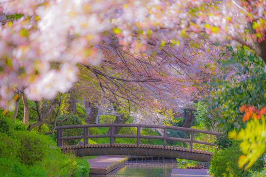 Sakura Sakura of the water for the Hara Hara. Shooting Location: Kawasaki City, Kanagawa Prefecture